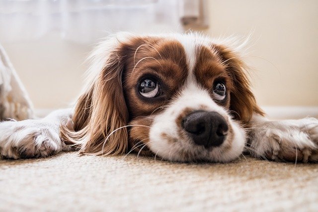 Na zdjęciu pies, rasy cocker spaniel fot. pixabay