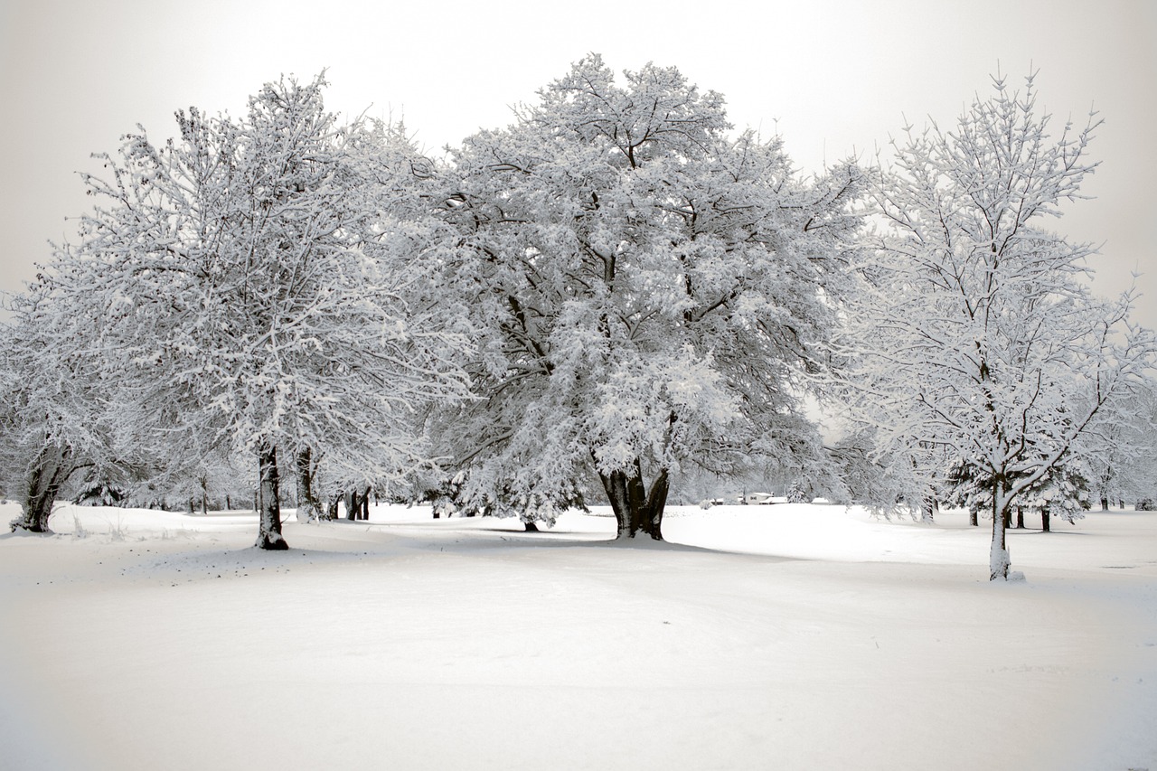 Zaśnieżone drzewa stojące pośród łąki pokrytej śniegiem, zdjęcie przykładowe, fot. Pixabay