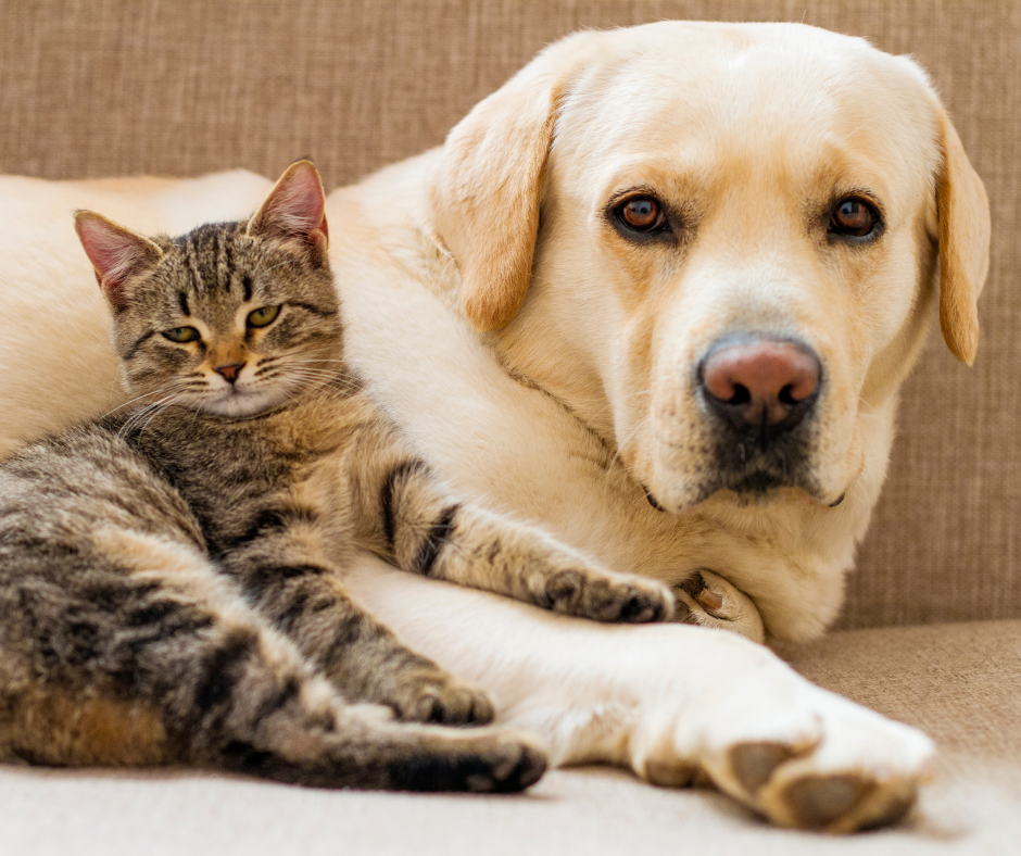 Pies i kot leżące obok siebie na kanapie, fot. Canva