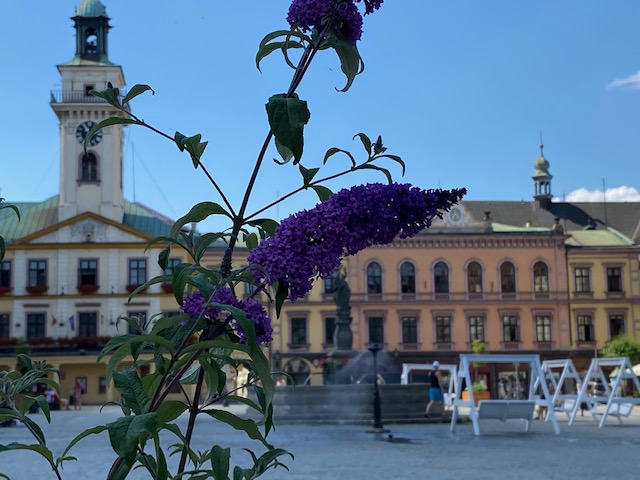 Cieszyński rynek fot. BSK