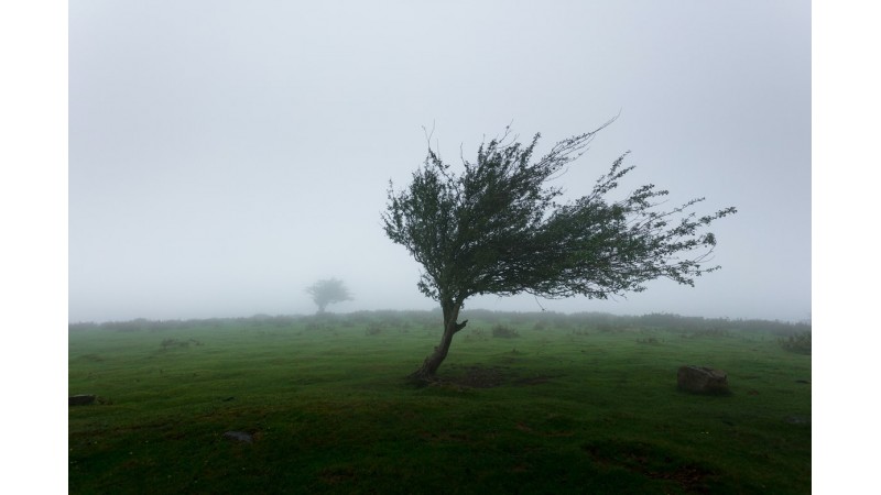 Drzewo na wietrze, fot. Khamkéo Vilaysing/Unsplash.com