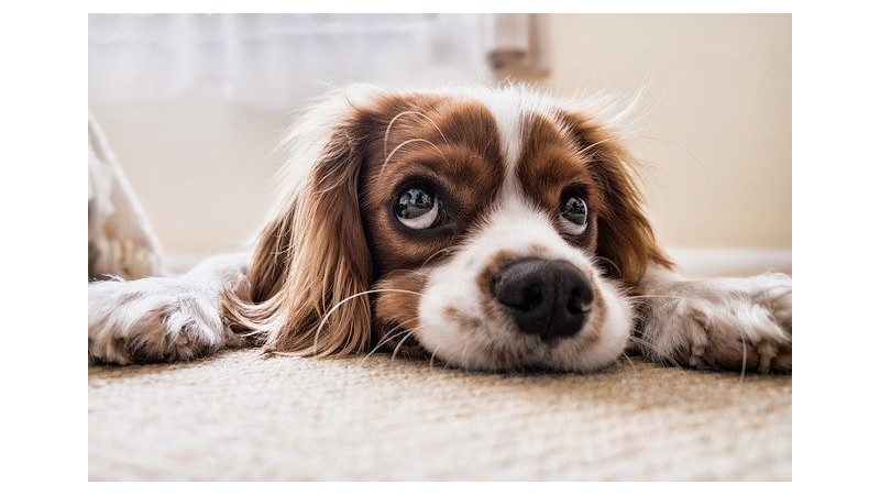 Na zdjęciu pies, rasy cocker spaniel fot. pixabay