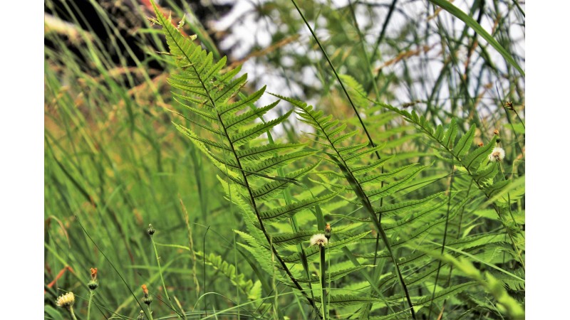 Dzika łąka, zdjęcie przykładowe. Źródło: Pixabay