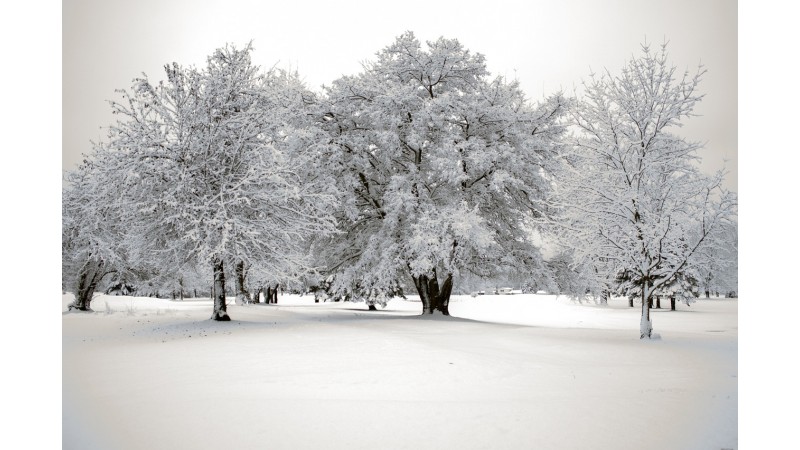 Zaśnieżone drzewa stojące pośród łąki pokrytej śniegiem, zdjęcie przykładowe, fot. Pixabay