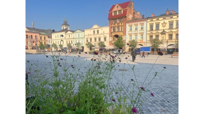 Cieszyński rynek otoczony kamienicami. Na pierwszym planie kwiaty i zielone rośliny