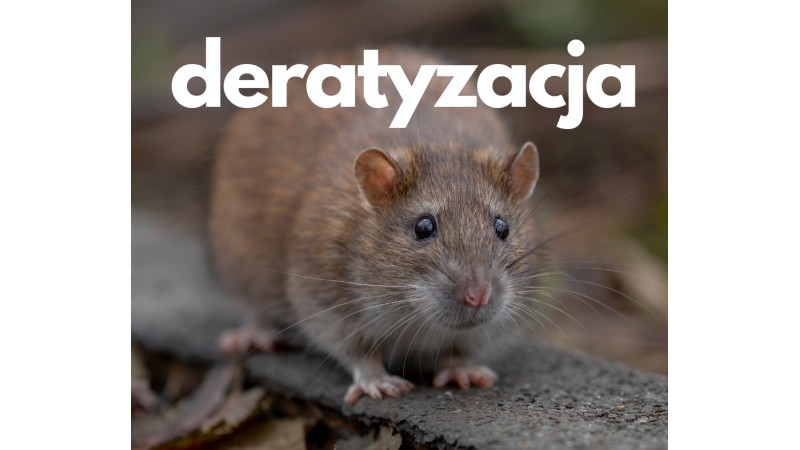 Szczur wolno żyjący