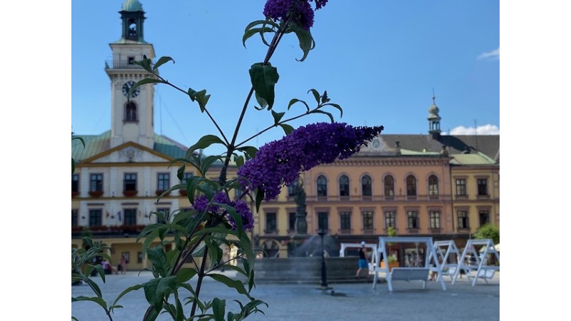 Cieszyński rynek fot. BSK