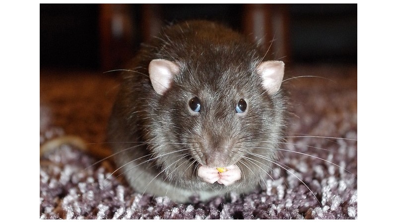 Jeden szczur w ciągu roku zjada od 18-35 kg pokarmu fot. pixabay