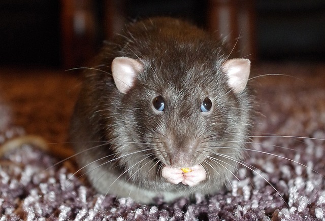 Jeden szczur w ciągu roku zjada od 18-35 kg pokarmu fot. pixabay